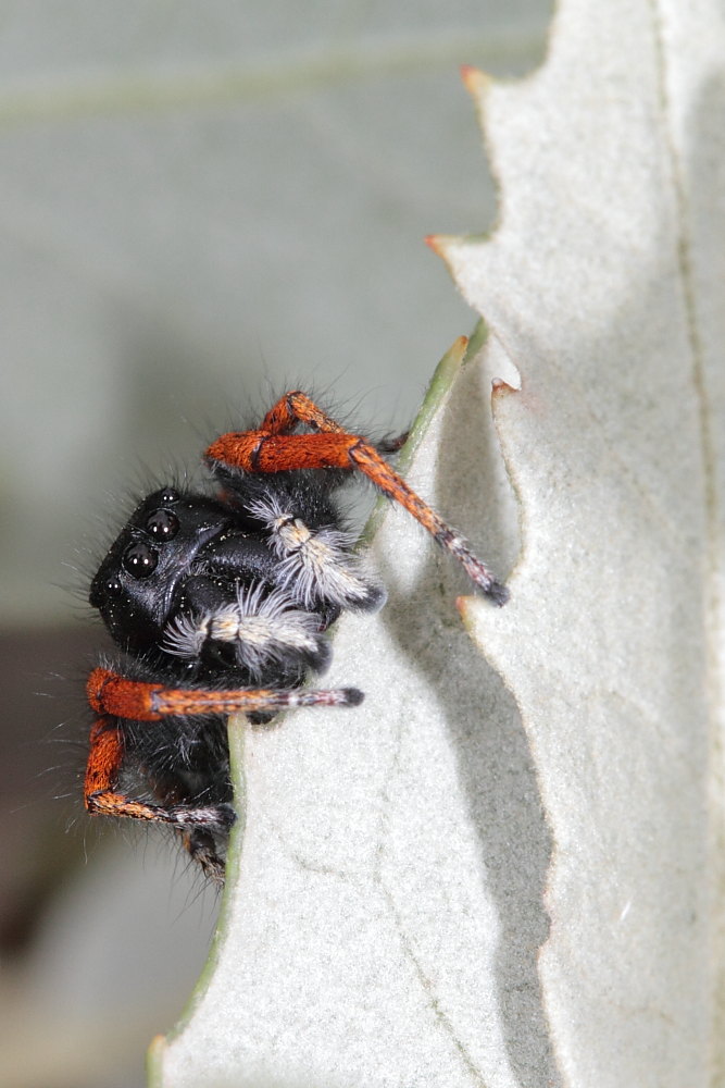 Philaeus chrysops (servizio fotografico completo)